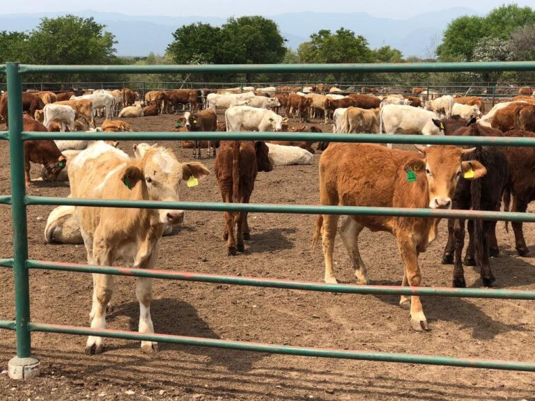 Ganaderos duranguenses afectados por cierre de frontera