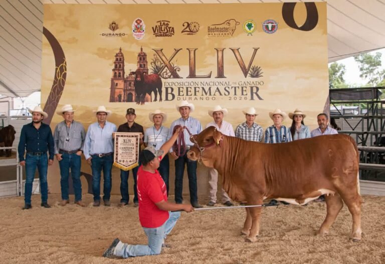 La excelencia genética distingue la Calificación de Hembras Beefmaster en la Feria Nacional Francisco Villa Durango 2026