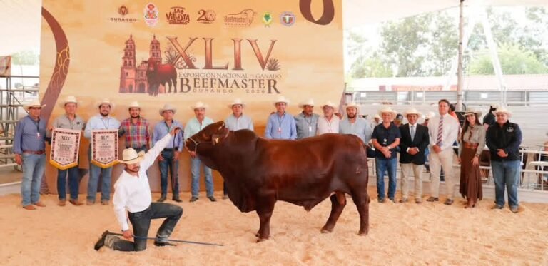 La calidad genética vuelve a destacar en la calificación de Machos Beefmaster
